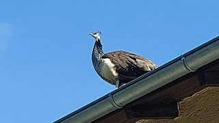Karben-Petterweil - ein ausgebüxter Pfau hält die Anwohner in Atem