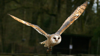 Weniger Schleiereulen in Hessen - Experten bitten um Mithilfe
