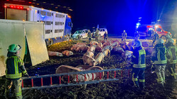 Schweinetransporter kippt in Lich-Eberstadt um