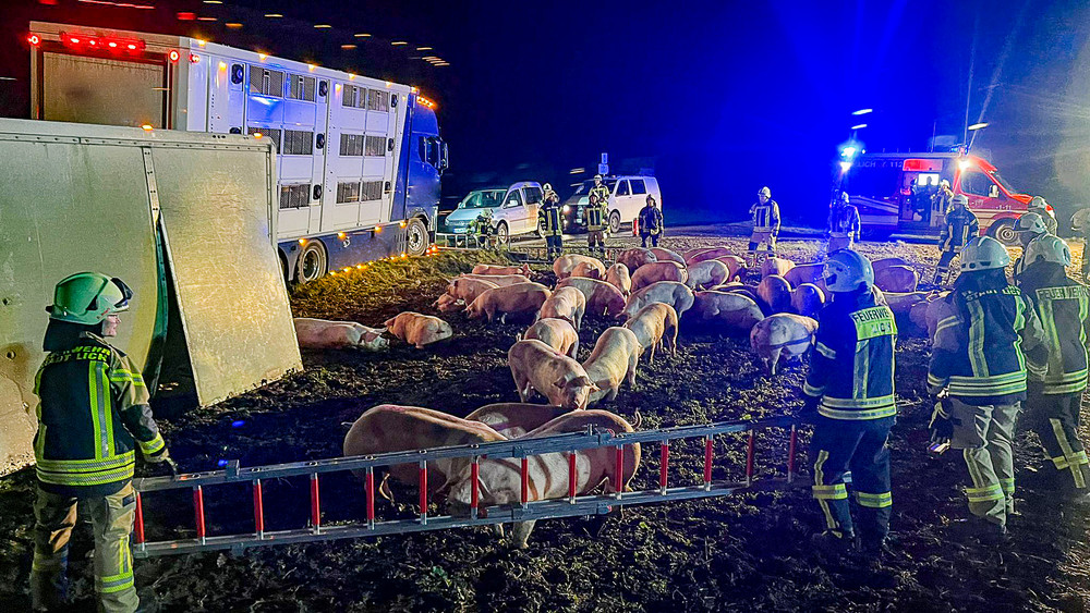 Der Transporter hatte insgesamt rund 80 Schweine geladen. Nachdem der Hänger umgestürzt war, musste die Feuerwehr etliche Tiere einfangen. 13 Schweine überlebten den Unfall nicht. 