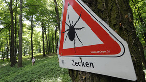 Zeckenbiss: Wann sollte man zum Arzt gehen?