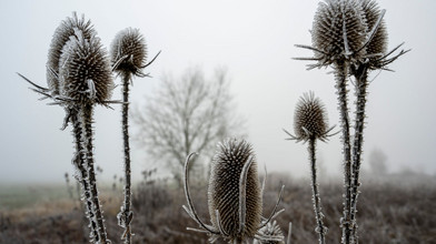 Scheiben kratzen und Pflanzen schützen? Hier droht Frost