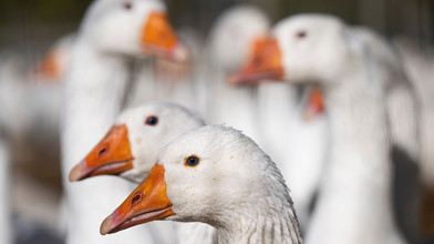 Stallpflicht im Landkreis Darmstadt-Dieburg wegen Vogelgrippe