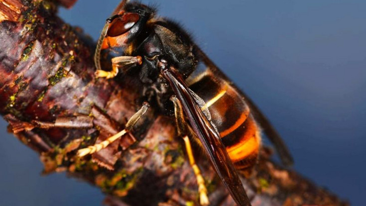Lahn-Dill-Kreis bitten: Asiatische Hornissen-Nester melden