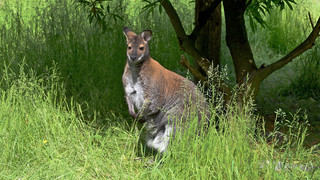 Känguru hüpft durch Sontra in Nordhessen