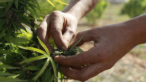Cannabis-Plantage in Biedenkopf ausgehoben - 6 Festnahmen