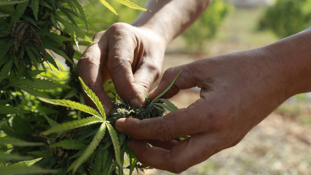 Die Reform zur Legalisierung von Cannabis kann frühestens im Februar 2024 in Kraft treten. 