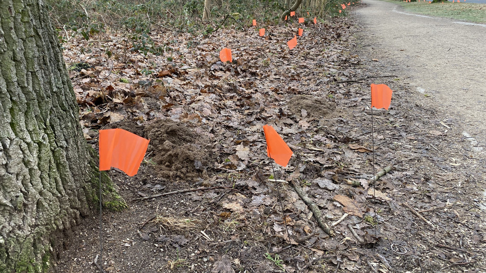 Viele Flaggen an der Straße: Jede Fahne steht für ein Stück Müll.