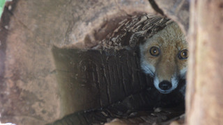 Eiterfeld: Zwei Füchse kommen aus Jagdhunde-Übungsanlage frei