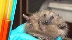 Rettet die Igel!