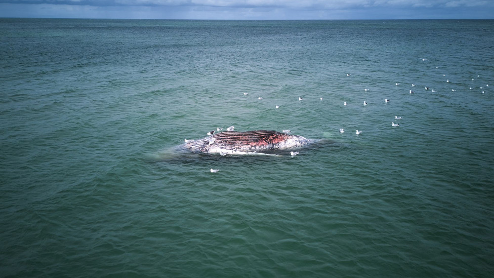 Toter Wal vor dänischer Insel Anholt entdeckt