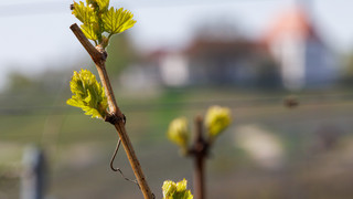 Heppenheim: Winzer überstehen Kälte - Schäden werden wahrscheinlicher