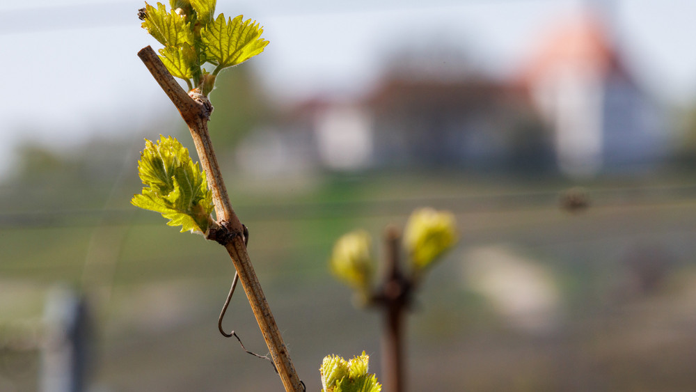Eine junge Weinrebe steht in einem Weinberg (Symbolbild).