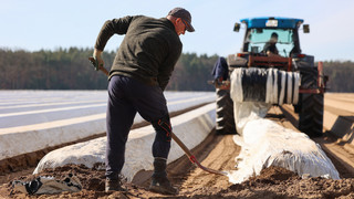 Spargelsaison in Südhessen vor dem Start