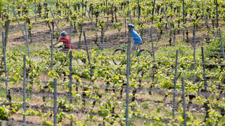 Die besten Radtouren in Südhessen: Burgen und Weinberge