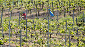 Die besten Radtouren in Südhessen: Burgen und Weinberge