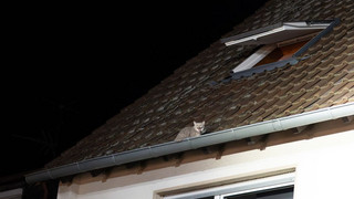 Happy End in Langenselbold: Feuerwehr rettet Katze von Dach