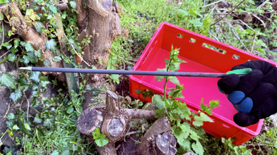 Waschbär mit Armbrust getötet: Grausamer Fund nahe Haiger