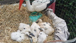 Wabern: Fünf Storchenküken werden in Storchen-Station großgezogen