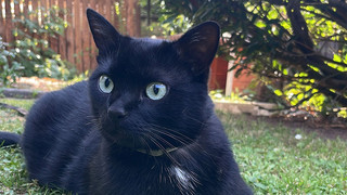 Kater Nero vermisst: Tausende Euro für verzweifelte Suche