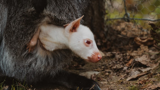 Tierpark Sababurg: Erstmals weißes Känguru geboren