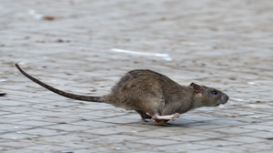 Ratten in Caldener Grundschule: Unterricht fällt bis Montag aus