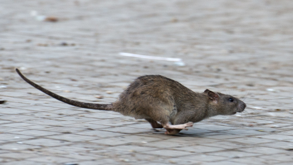 Ratten wurden in dieser Woche in der Grundschule in Calden gesichtet.