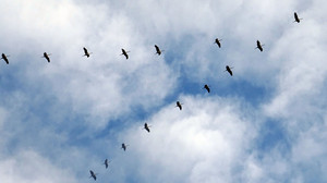 Die ersten Zugvögel fliegen schon über Hessen - Hunde bitte anleinen
