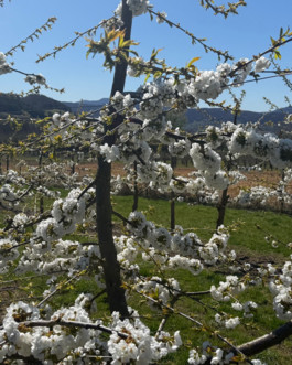 Kirschblüten in Witzenhausen: Vollblüte in nächsten Tagen (auto. import)