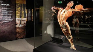 Körpern unter die Haut schauen: Körperwelten im Stadthof Hanau