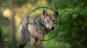 Leichterer Abschuss von Wölfen sinnvoll?