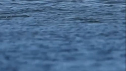 Umgang mit Wal-Strandungen: Konzept bis Herbst