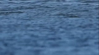 Umgang mit Wal-Strandungen: Konzept bis Herbst