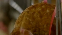 Fleischproduktion sinkt – Geflügel mit größtem Rückgang