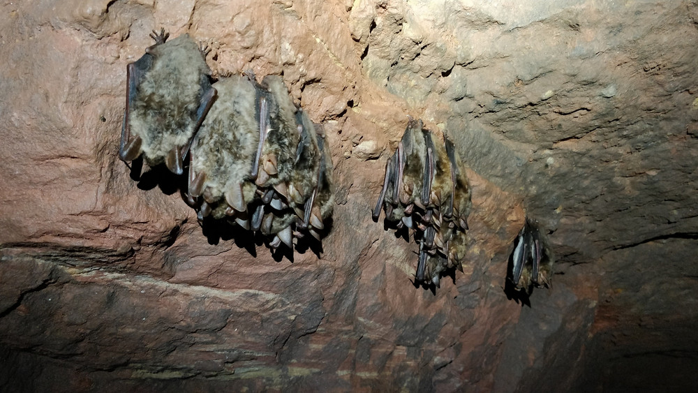 Überwinternde Große Mausohren in einem Bergwerksstollen im Landkreis Fulda