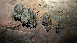 Fledermäuse im Kreis Fulda gezählt: Das ist das Ergebnis