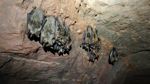 Fledermäuse im Kreis Fulda gezählt: Das ist das Ergebnis