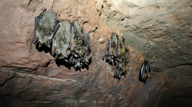 Fledermäuse im Kreis Fulda gezählt: Das ist das Ergebnis