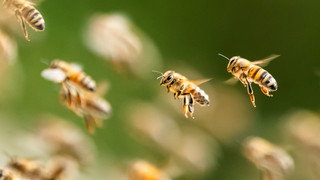 Amerikanische Faulbrut in Lich: Weitere Ausbrüche - Bienen bedroht