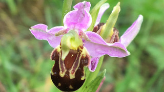 LIFE-Projekt in Tann: Rettung seltener Vogel- und Pflanzenarten