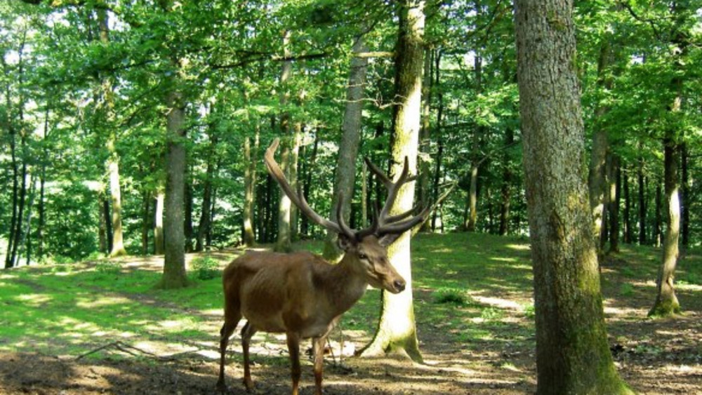 Führung im Wildpark Mainz-Gonsenheim