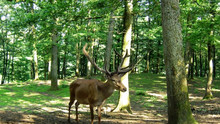 Führung im Wildpark Mainz-Gonsenheim