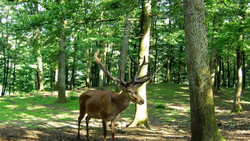 Führung im Wildpark Mainz-Gonsenheim