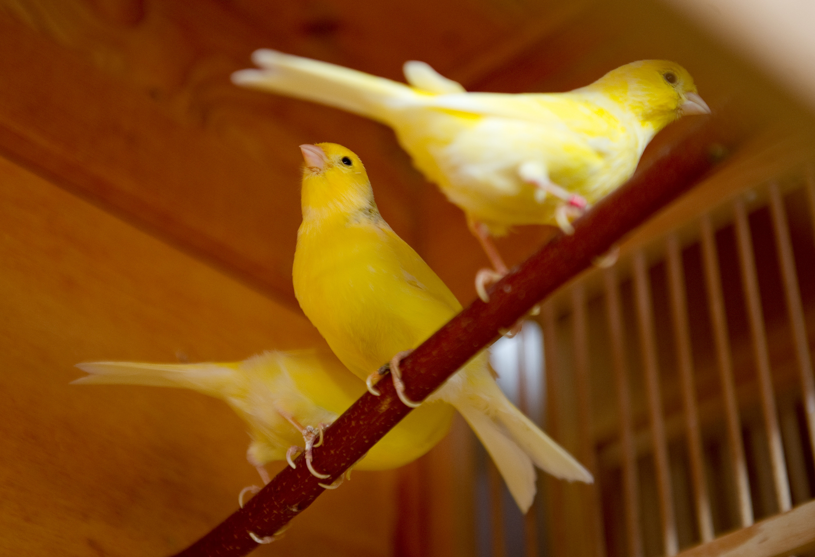 Kanarienvögel sitzen auf einer Stange.