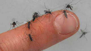 Mücken im Zimmer: Die besten Tipps der FFH-Hörer