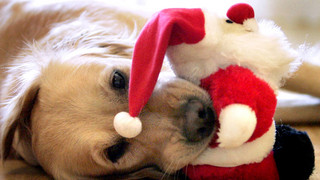 Die besten Weihnachtsgeschenke für Haustiere