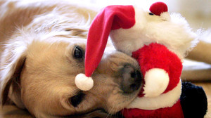 Die besten Weihnachtsgeschenke für Haustiere