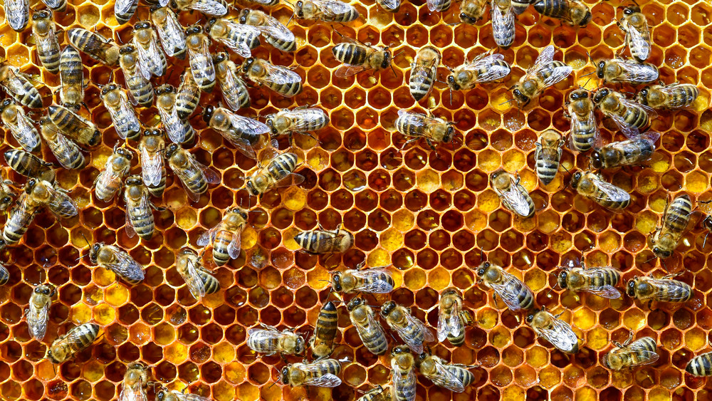 Die Asiatische Hornisse breitet sich in Hessen aus. Imker sorgen sich deshalb um ihre Bienenvölker.