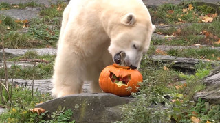 Schaurig lecker: Halloween-Snack für Eisbärinnen im Berliner Tierpark