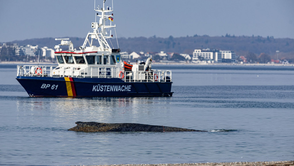 Wal an der Ostseeküste gestrandet – Rettung läuft